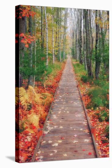 Wild Garden of Acadia Path-Vincent James-Stretched Canvas