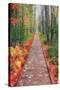 Wild Garden of Acadia Path-Vincent James-Stretched Canvas