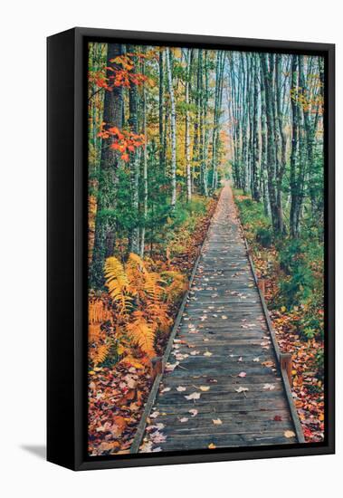 Wild Gardens Path, Acadia National Park, Maine-Vincent James-Framed Stretched Canvas