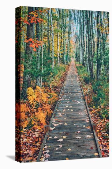 Wild Gardens Path, Acadia National Park, Maine-Vincent James-Stretched Canvas