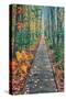 Wild Gardens Path, Acadia National Park, Maine-Vincent James-Stretched Canvas