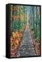 Wild Gardens Path, Acadia National Park, Maine-Vincent James-Framed Stretched Canvas