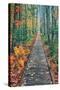 Wild Gardens Path, Acadia National Park, Maine-Vincent James-Stretched Canvas