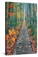 Wild Gardens Path, Acadia National Park, Maine-Vincent James-Stretched Canvas