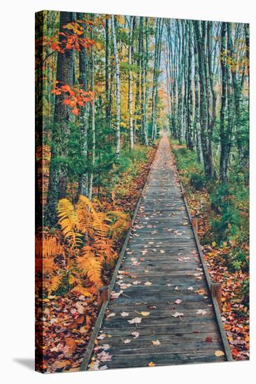 Wild Gardens Path, Acadia National Park, Maine-Vincent James-Stretched Canvas