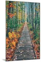 Wild Gardens Path, Acadia National Park, Maine-Vincent James-Mounted Premium Photographic Print