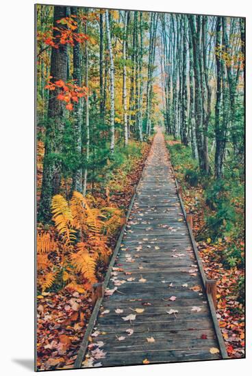 Wild Gardens Path, Acadia National Park, Maine-Vincent James-Mounted Premium Photographic Print