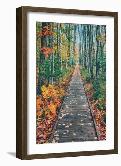 Wild Gardens Path, Acadia National Park, Maine-Vincent James-Framed Photographic Print