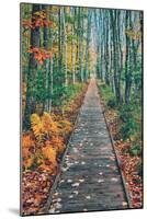 Wild Gardens Path, Acadia National Park, Maine-Vincent James-Mounted Photographic Print