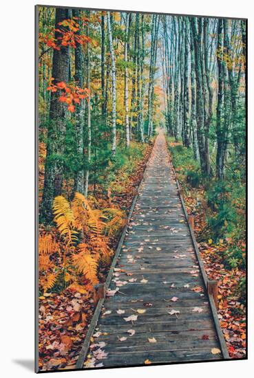 Wild Gardens Path, Acadia National Park, Maine-Vincent James-Mounted Photographic Print