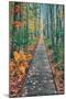 Wild Gardens Path, Acadia National Park, Maine-Vincent James-Mounted Photographic Print