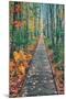 Wild Gardens Path, Acadia National Park, Maine-Vincent James-Mounted Photographic Print