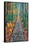 Wild Gardens Path, Acadia National Park, Maine-Vincent James-Framed Stretched Canvas