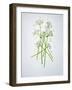 Wild Garlic, Allium Ursinum, Blossom, Green, White, Blossom-Axel Killian-Framed Photographic Print