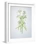 Wild Garlic, Allium Ursinum, Blossom, Green, White, Blossom-Axel Killian-Framed Photographic Print