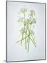 Wild Garlic, Allium Ursinum, Blossom, Green, White, Blossom-Axel Killian-Mounted Photographic Print