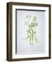 Wild Garlic, Allium Ursinum, Blossom, Green, White, Blossom-Axel Killian-Framed Photographic Print