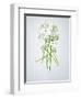 Wild Garlic, Allium Ursinum, Blossom, Green, White, Blossom-Axel Killian-Framed Photographic Print