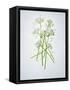 Wild Garlic, Allium Ursinum, Blossom, Green, White, Blossom-Axel Killian-Framed Stretched Canvas