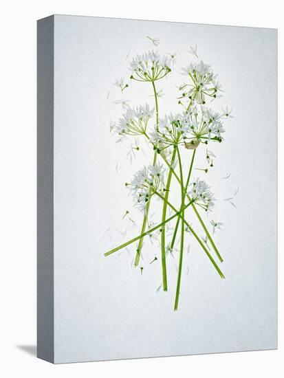 Wild Garlic, Allium Ursinum, Blossom, Green, White, Blossom-Axel Killian-Stretched Canvas