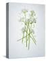 Wild Garlic, Allium Ursinum, Blossom, Green, White, Blossom-Axel Killian-Stretched Canvas