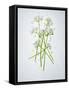 Wild Garlic, Allium Ursinum, Blossom, Green, White, Blossom-Axel Killian-Framed Stretched Canvas