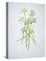 Wild Garlic, Allium Ursinum, Blossom, Green, White, Blossom-Axel Killian-Stretched Canvas