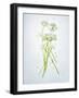 Wild Garlic, Allium Ursinum, Blossom, Green, White, Blossom-Axel Killian-Framed Photographic Print