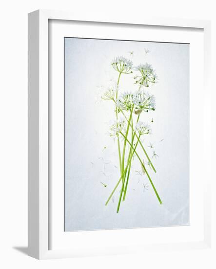 Wild Garlic, Allium Ursinum, Blossom, Green, White, Blossom-Axel Killian-Framed Photographic Print