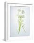Wild Garlic, Allium Ursinum, Blossom, Green, White, Blossom-Axel Killian-Framed Photographic Print