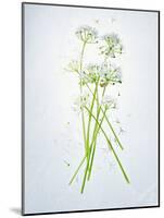 Wild Garlic, Allium Ursinum, Blossom, Green, White, Blossom-Axel Killian-Mounted Photographic Print