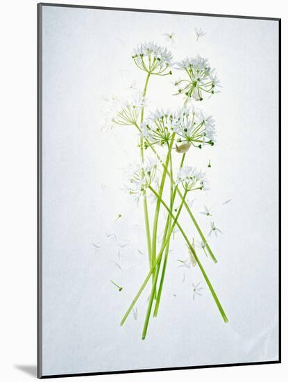 Wild Garlic, Allium Ursinum, Blossom, Green, White, Blossom-Axel Killian-Mounted Photographic Print