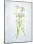 Wild Garlic, Allium Ursinum, Blossom, Green, White, Blossom-Axel Killian-Mounted Photographic Print