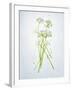 Wild Garlic, Allium Ursinum, Blossom, Green, White, Blossom-Axel Killian-Framed Photographic Print