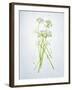 Wild Garlic, Allium Ursinum, Blossom, Green, White, Blossom-Axel Killian-Framed Photographic Print