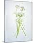 Wild Garlic, Allium Ursinum, Blossom, Green, White, Blossom-Axel Killian-Mounted Photographic Print