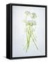 Wild Garlic, Allium Ursinum, Blossom, Green, White, Blossom-Axel Killian-Framed Stretched Canvas