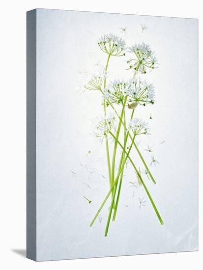 Wild Garlic, Allium Ursinum, Blossom, Green, White, Blossom-Axel Killian-Stretched Canvas