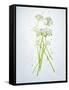 Wild Garlic, Allium Ursinum, Blossom, Green, White, Blossom-Axel Killian-Framed Stretched Canvas