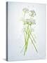 Wild Garlic, Allium Ursinum, Blossom, Green, White, Blossom-Axel Killian-Stretched Canvas