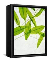 Wild Garlic, Allium Ursinum, Leaves, Green-Axel Killian-Framed Stretched Canvas