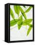 Wild Garlic, Allium Ursinum, Leaves, Green-Axel Killian-Framed Stretched Canvas