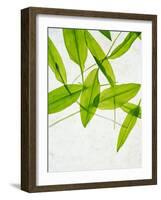 Wild Garlic, Allium Ursinum, Leaves, Green-Axel Killian-Framed Photographic Print