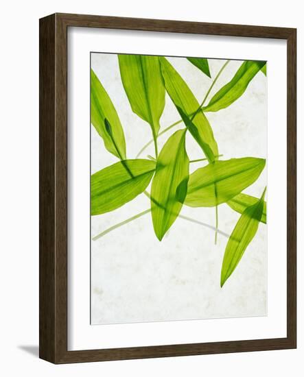 Wild Garlic, Allium Ursinum, Leaves, Green-Axel Killian-Framed Photographic Print