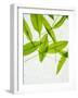 Wild Garlic, Allium Ursinum, Leaves, Green-Axel Killian-Framed Photographic Print