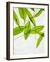 Wild Garlic, Allium Ursinum, Leaves, Green-Axel Killian-Framed Photographic Print