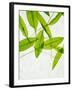 Wild Garlic, Allium Ursinum, Leaves, Green-Axel Killian-Framed Photographic Print