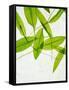 Wild Garlic, Allium Ursinum, Leaves, Green-Axel Killian-Framed Stretched Canvas