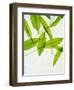 Wild Garlic, Allium Ursinum, Leaves, Green-Axel Killian-Framed Photographic Print