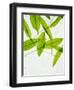 Wild Garlic, Allium Ursinum, Leaves, Green-Axel Killian-Framed Photographic Print